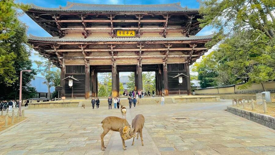 Kyoto and Nara: Private Customized Tour with Guide & vehicle - Transport, timing, and the real value of $465 per group