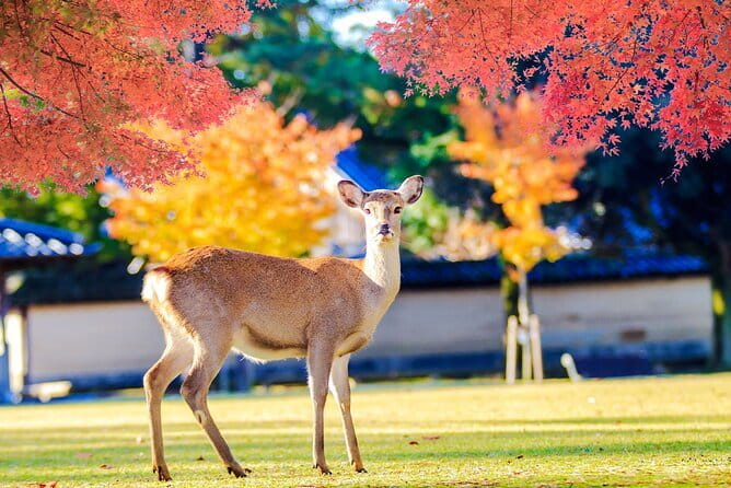 Kyoto and Nara UNESCO Highlights Full-day Tour From Osaka - Kiyomizu-dera and the Old Streets: Where Kyoto Starts to Feel Real