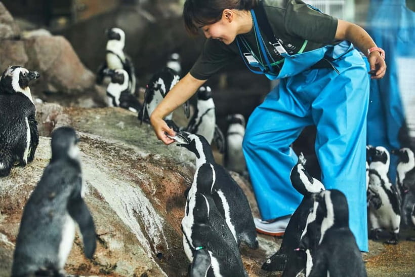 Kyoto Aquarium Admission Ticket - Dolphin Performances and Penguin Personality: Your First Real Payoff
