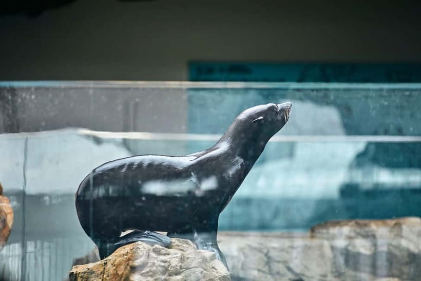 Kyoto Aquarium Admission Ticket - How Long You Should Plan for This Day Ticket