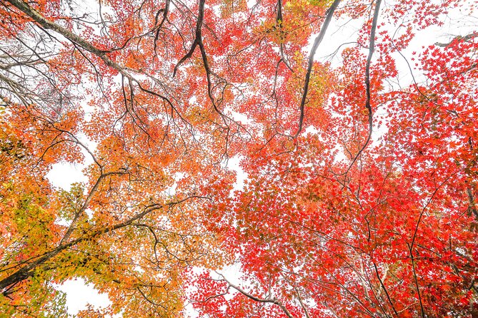 Kyoto Arashiyama Bamboo forest & Garden Half-Day Walking Tour - Sagaogurayama Donomaecho: local lanes, time to breathe