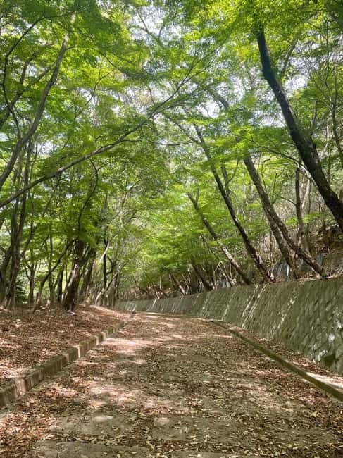 Kyoto: Arashiyama Bamboo Forest Hiking Tour - Who should book this Arashiyama hike (and who should not)