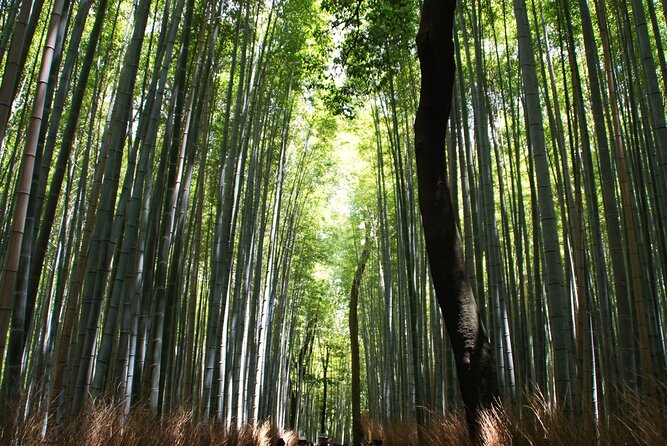 Kyoto: Arashiyama Bamboo Forest, Monkeys, Matcha & Temple Tour - Nonomiya Shrine Between Quiet Woods and Practical Pace