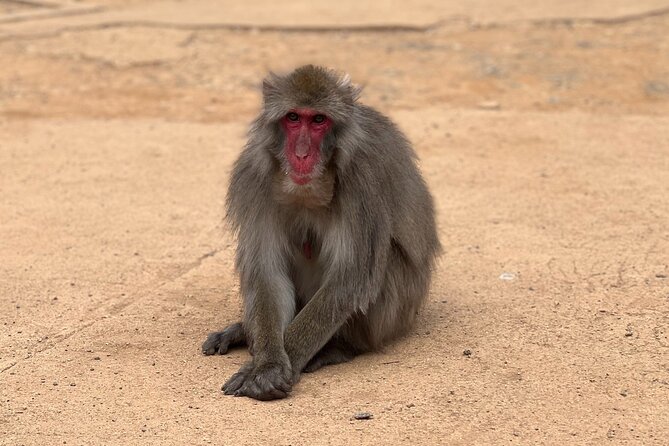 Kyoto: Arashiyama Bamboo Forest, Monkeys, Matcha & Temple Tour - Uji Matcha Break: Included, and Better Than It Sounds