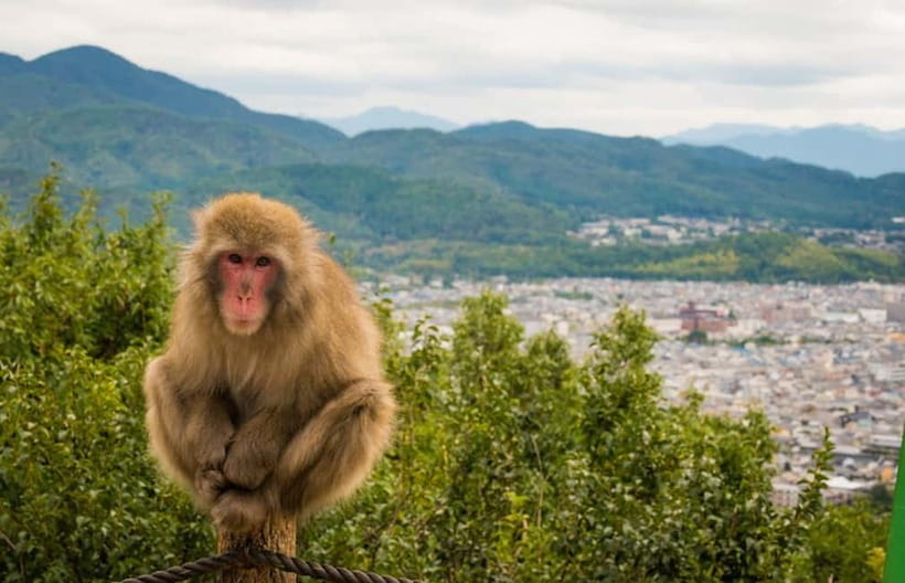 Kyoto: Arashiyama Bamboo Grove, Monkey Mountain Walking Tour - Monkey Mountain Viewpoints, Monkey Encounters, and Optional Feeding