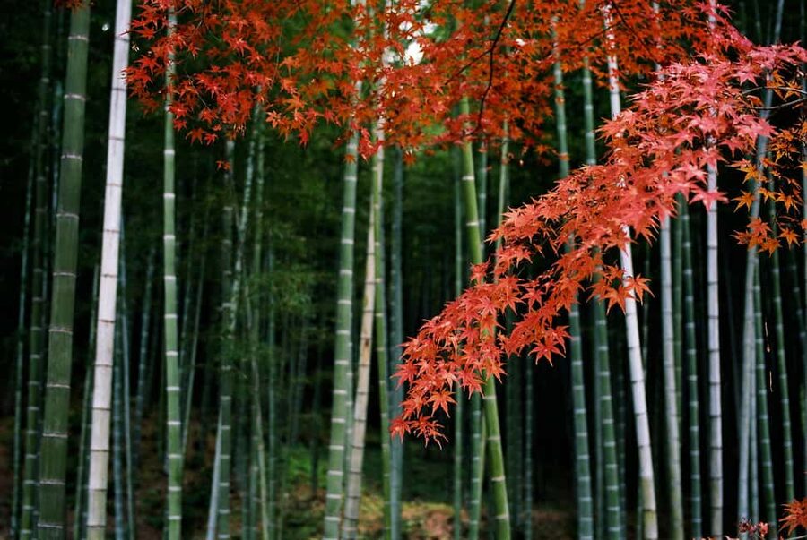 Kyoto: Arashiyama Bamboo, Togetsukyo bridge, Sanso, and more - Why this 3-hour Arashiyama loop makes sense