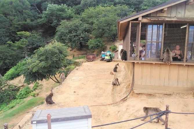 Kyoto Arashiyama & Golden Pavilion One-Day Walking Tour - Arashiyama Morning: Monkey Park Iwatayama and Togetsukyo Bridge