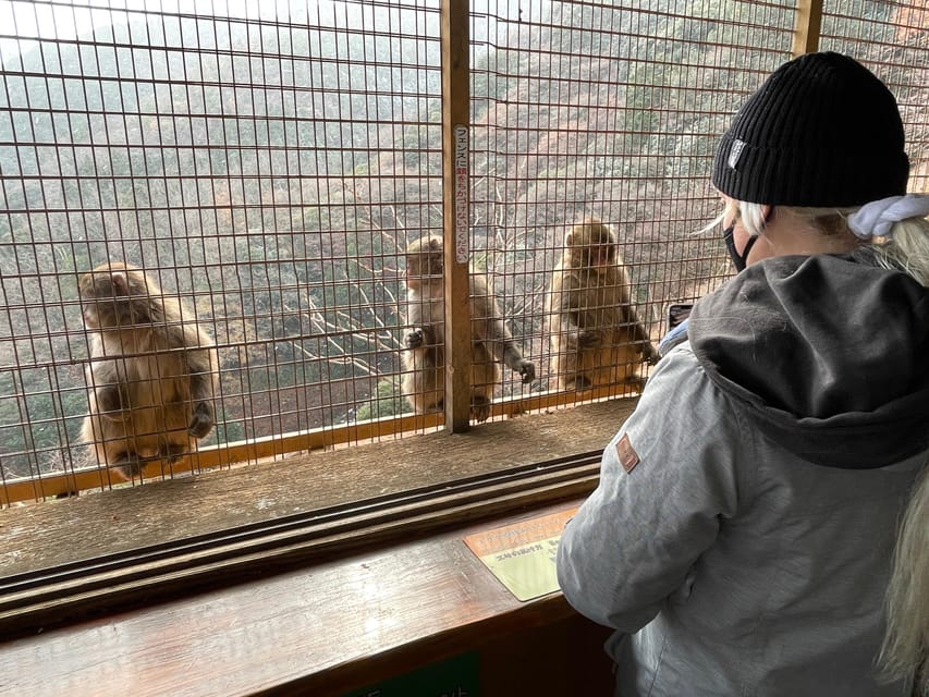 Kyoto: Arashiyama Guided Tour, Bamboo, Monkey, Zen Temple - Key highlights worth planning for