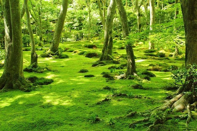 Kyoto Arashiyama & Sagano Bamboo Private Tour with Government-Licensed Guide - Temple hillside rhythm: Jojakkoji, Nisonin, and Gioji for moss and city views