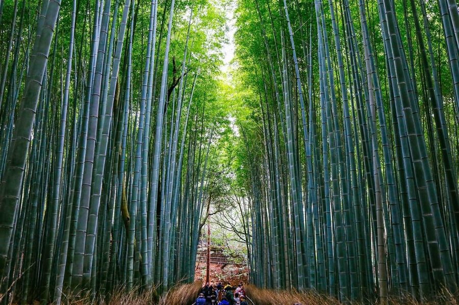 Kyoto: Arashiyama Tour with optional Sagano Romantic Train - Sagano Romantic Train: why the ride is the heart of the day
