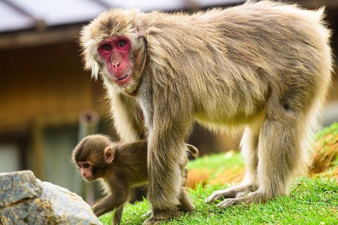 Kyoto Arashiyama Walking Tour: Bamboo, Monkeys, Gardens & Secrets - Starting at Saga-Arashiyama Station, and the One Mistake to Avoid