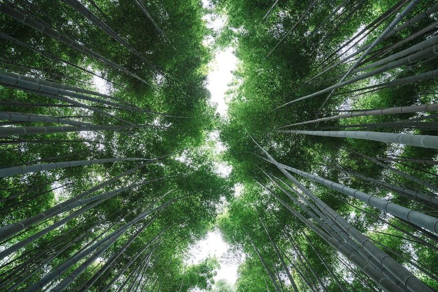 Kyoto: Arashiyama Walking Tour with Local Guide - Best Fit: Who This Tour Suits (and Who Might Prefer Otherwise)