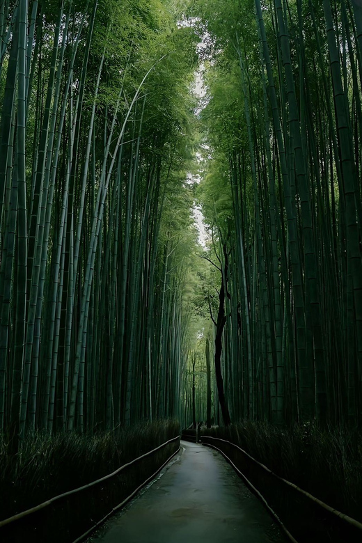 Kyoto: Customized One Day Car tour - Price and value: what $419 per group really buys you