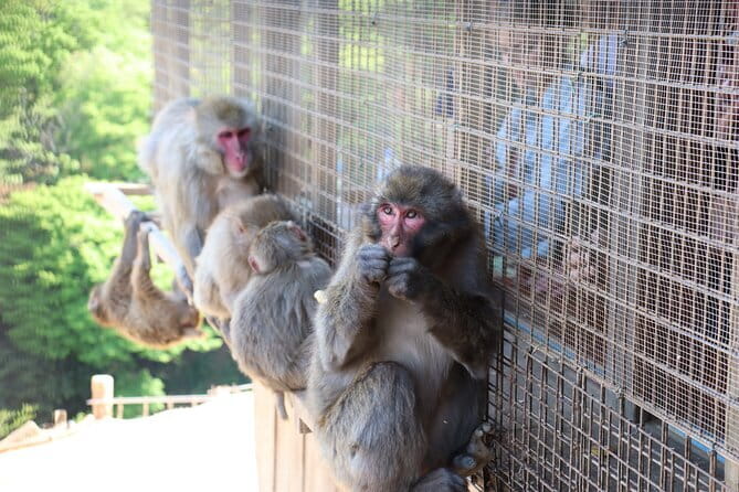 Kyoto Early Bird Tour: Fushimi Inari, Arashiyama Bamboo & Monkeys - Key highlights you’ll care about