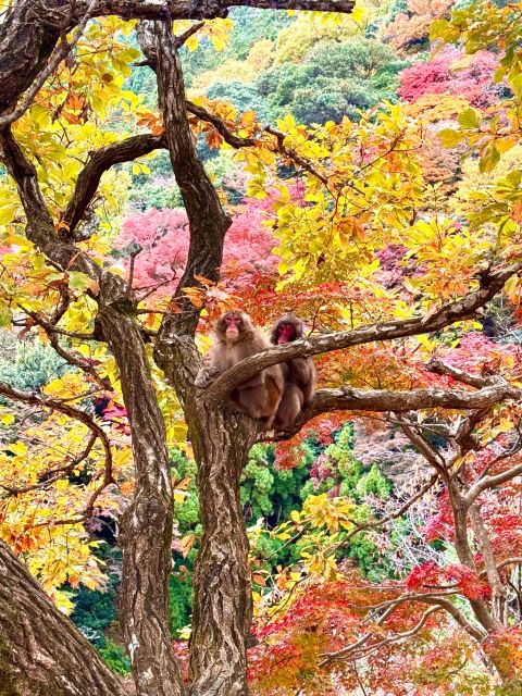 Kyoto: Fully customizable your own tour in the old capital - Meeting Point, Pickup Options, and How the 8 Hours Typically Flow