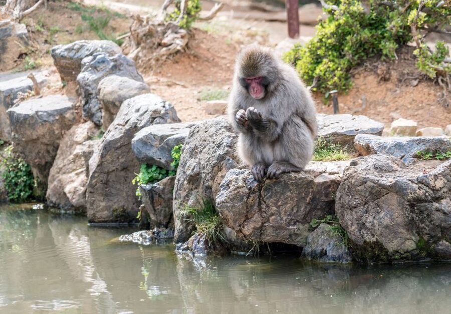 Kyoto: Fushimi, Arashiyama - Bamboo, Monkey, Torii & Secrets - How the Local Guide Turns a Tour Into a Smooth Day