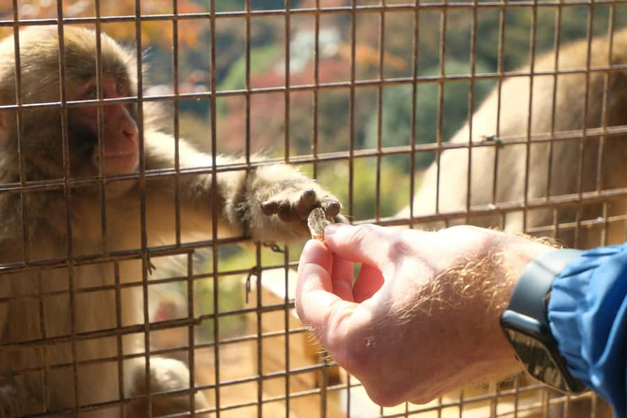 Kyoto: Fushimi, Arashiyama - Bamboo, Monkey, Torii & Secrets - Price and Value Check for $88 Per Person