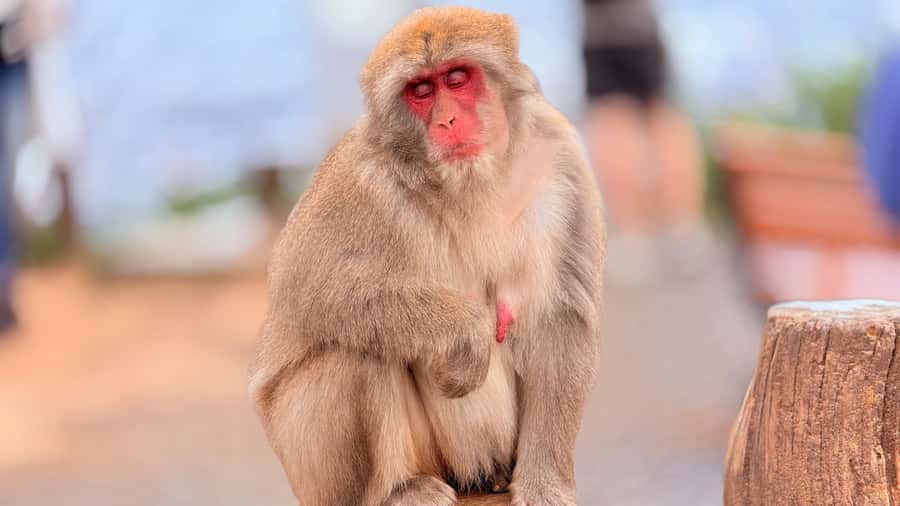 Kyoto: Fushimi, Arashiyama - Bamboo, Monkey, Torii & Secrets - What to Bring, How Much You’ll Walk, and When to Avoid Surprises