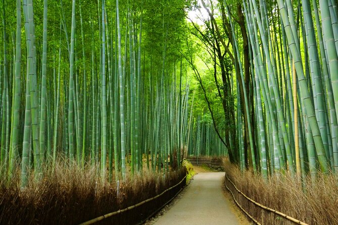 Kyoto Morning Tour with English Speaking Guide - Monkey Park (Iwatayama): how the viewpoint changes the vibe
