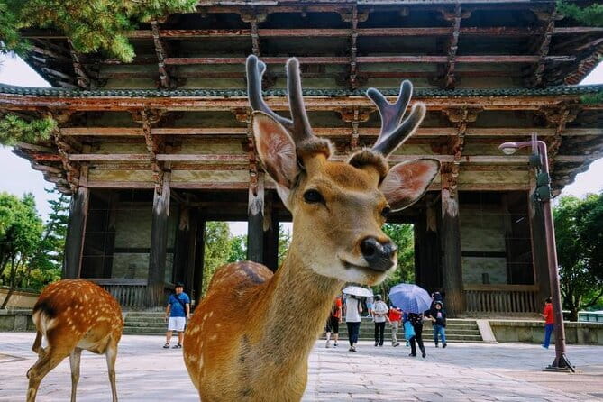 Kyoto & Nara Day Tour: Golden Pavilion, Fushimi Inari & Deer Park - Nara Park with deer and Todaiji, the day’s emotional payoff