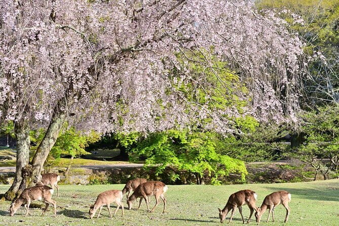 Kyoto & Nara Day Tour: Golden Pavilion, Fushimi Inari & Deer Park - Fushimi Inari torii gates: the best kind of crowd, plus traffic risk