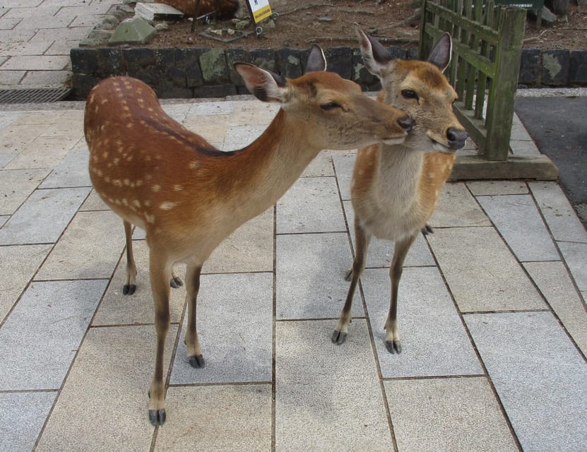 KYOTO-NARA: Giant Buddha Deer Pagoda "Geisya" (Italian, full day) - Practical tips so you enjoy every stop