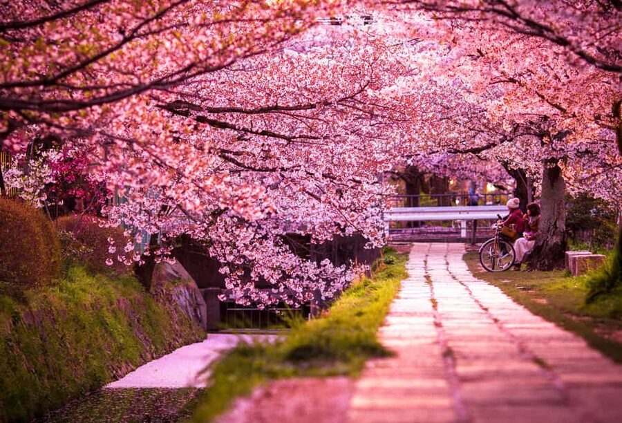 Kyoto & Nara Private Customized, Guided Tour - Guide quality: what to look for and how to get the best day