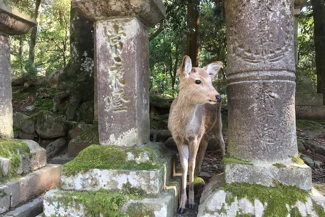 Kyoto & Nara Private customized tour with English speaking Guide - Nara Park with deer time and Todai-ji Temple context