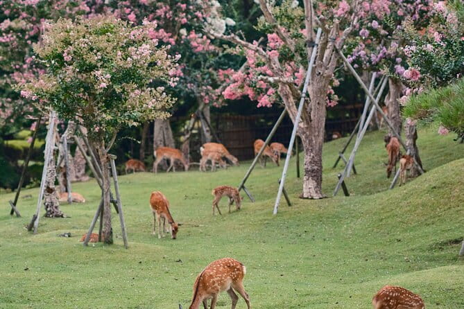 Kyoto&Nara Private Highlights Tour with English driver Pickup - Arashiyama Bamboo Forest: Your Calm Start