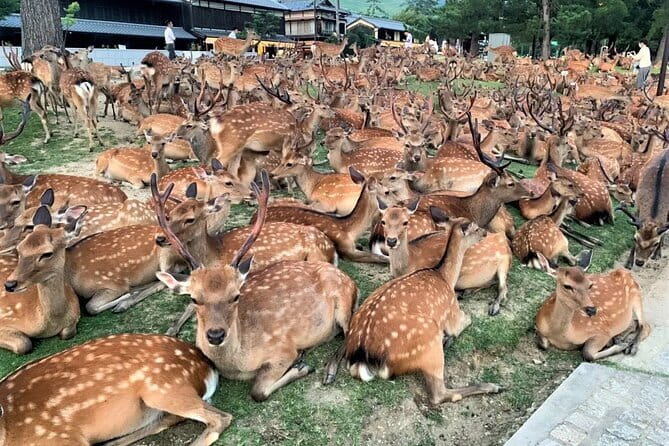 Kyoto & Nara Private Tour from Osaka Kyoto Hotel Pick-up - Key points to know before you go