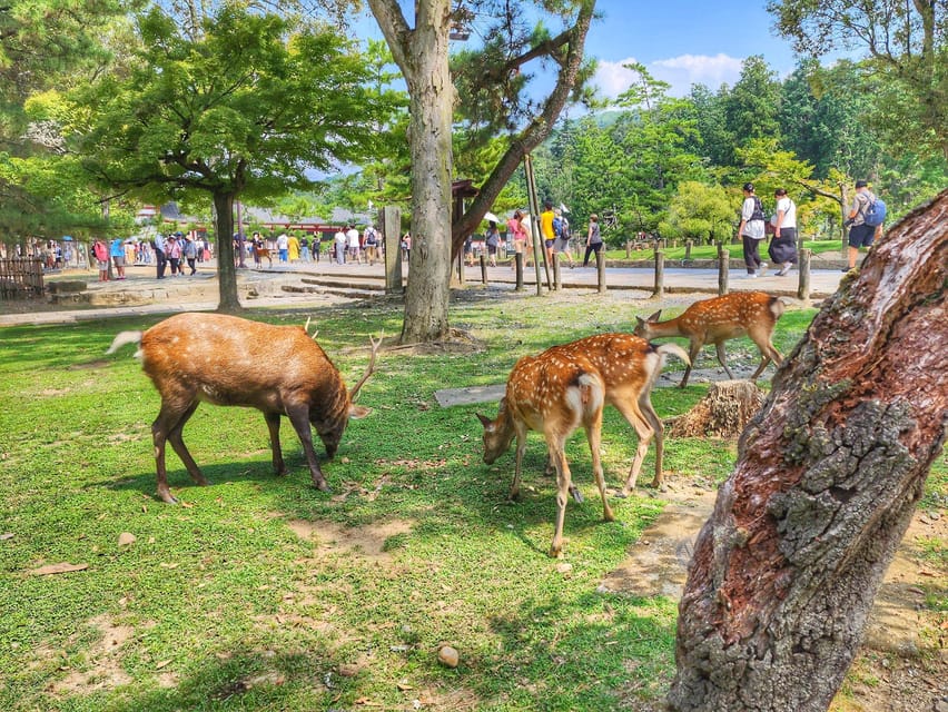 Kyoto: Nara, Todaiji, Kasuga Taisha Shrine Private Full Day - Nara Park deer: sacred sika and the best way to photograph them