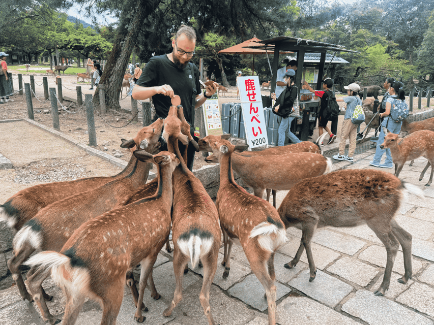 Kyoto: Nara & Traditional Matcha Experience Bus Tour - Lunch timing and what Uji day feels like after temples