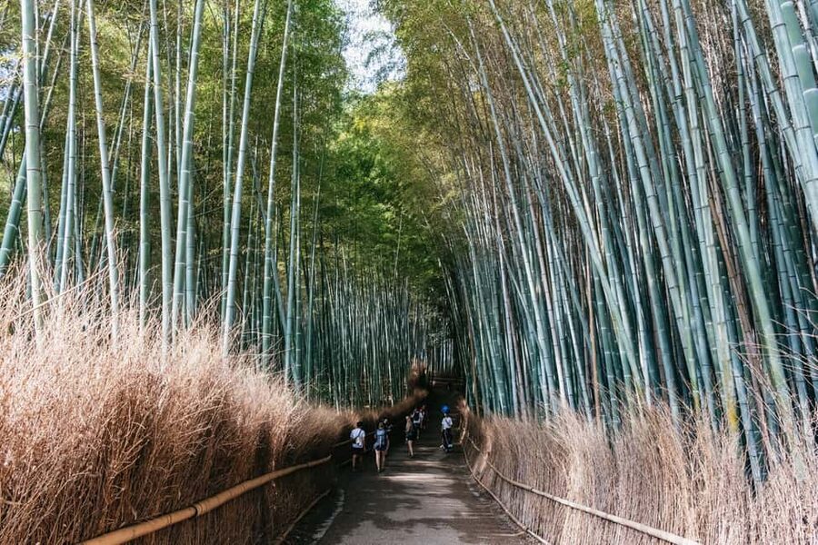 Kyoto: Nijo Castle, Kiyomizu & Fushimi Inari Guided Tour - Fushimi Inari Taisha torii gates: choose your pace