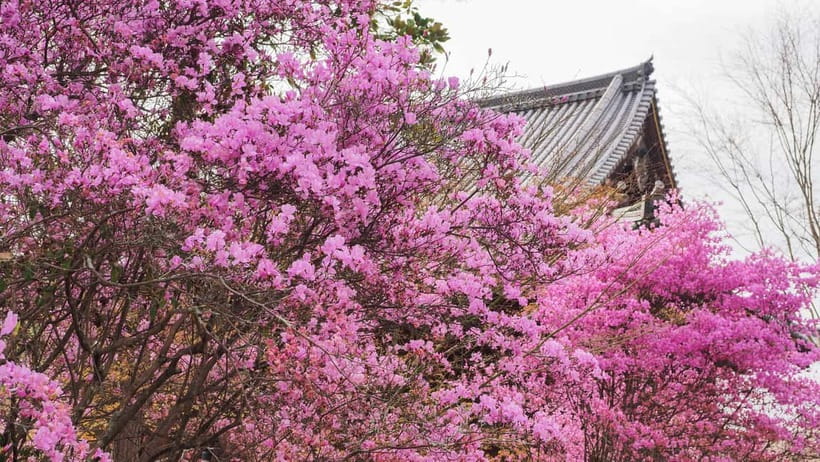 Kyoto: Ninnaji Temple Entry Ticket - The Omuro Pilgrimage Course: A Shorter Shikoku-Style Walk