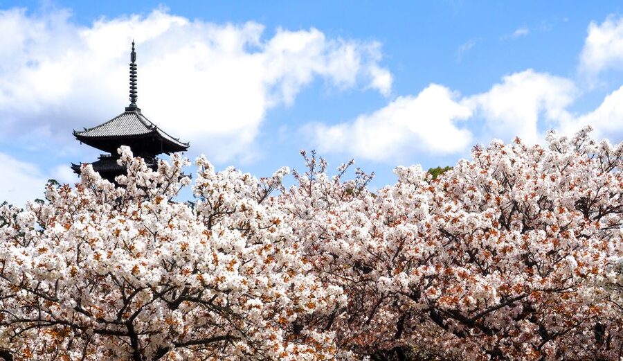 Kyoto: Ninnaji Temple Entry Ticket - Who Should Book This Ninna-ji Ticket?