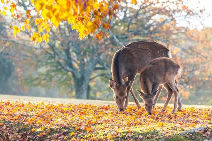 Kyoto/Osaka: Kinkakuji, Bamboo Forest, and Nara Deer Park - Key Highlights You’ll Feel Immediately