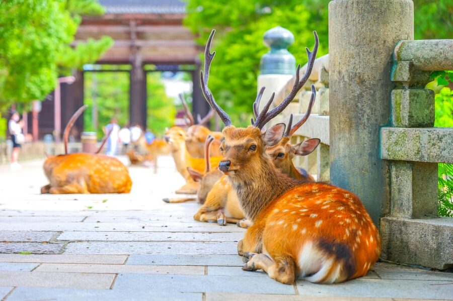 Kyoto/Osaka: Kinkakuji, Bamboo Forest, and Nara Deer Park - What to Pack, Rules to Remember, and Simple Day-Saving Tips
