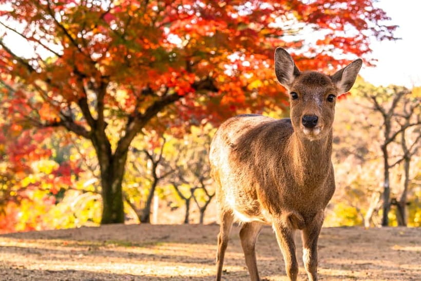 Kyoto/Osaka: Kinkakuji, Bamboo Forest, and Nara Deer Park - Arashiyama Sagano Bamboo Forest and Katsura River Scenery