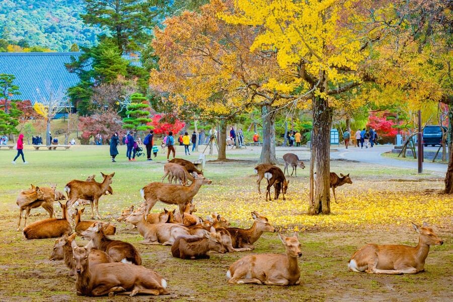 Kyoto/Osaka: Kyoto and Nara Customized Private Guided Tour - Key Things To Know Before You Go