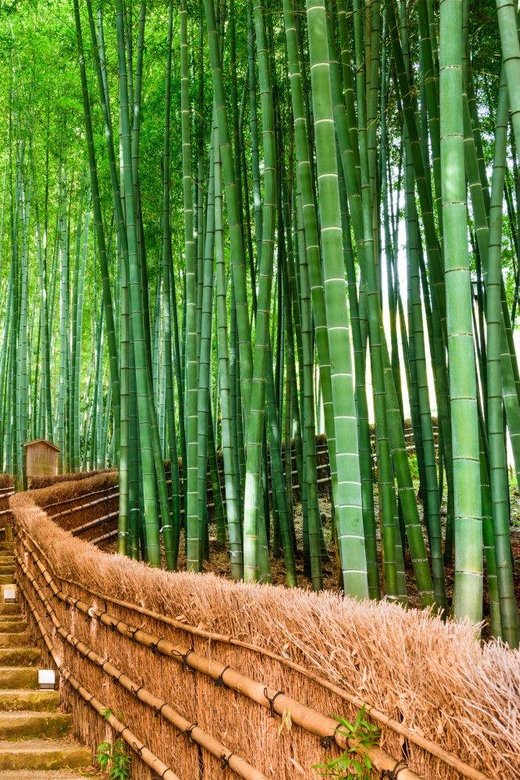 Kyoto/Osaka: Kyoto and Nara Customized Private Guided Tour - Fushimi Inari Taisha Torii Gates, Photo Stop With Real Context