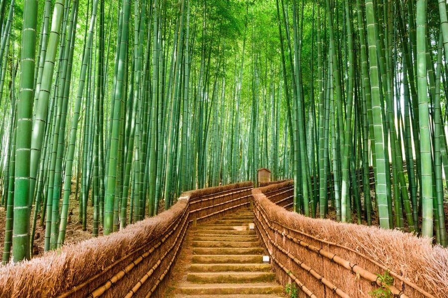 Kyoto/Osaka: Kyoto and Nara Customized Private Guided Tour - Optional Nara Add-Ons and “If We Have Time” Stops
