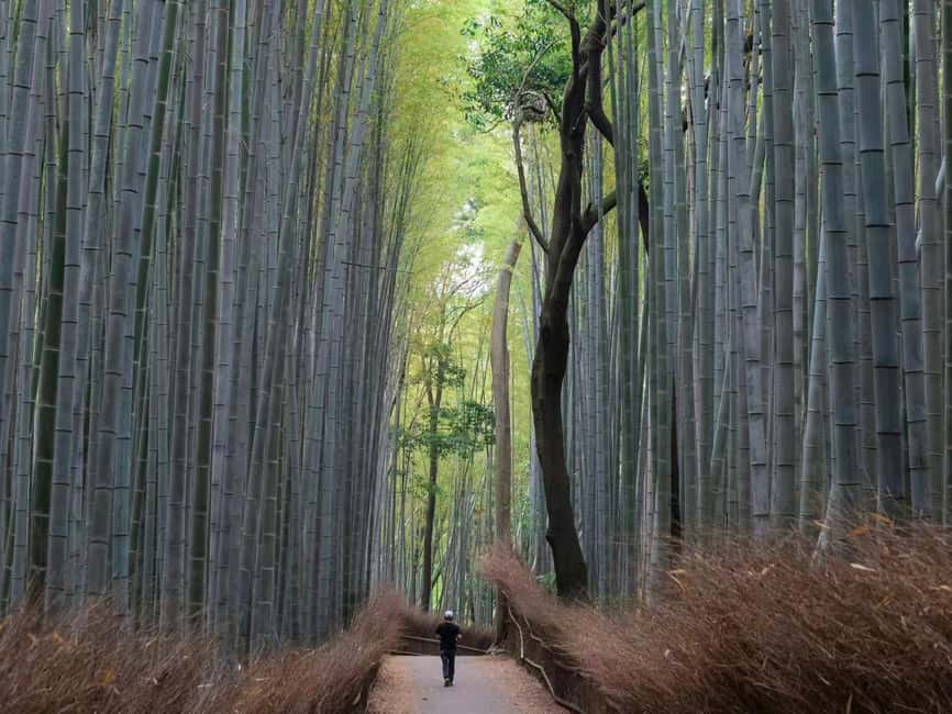 Kyoto/Osaka: Kyoto&Nara Customized Private Highlights Tour - Key points I’d build your day around