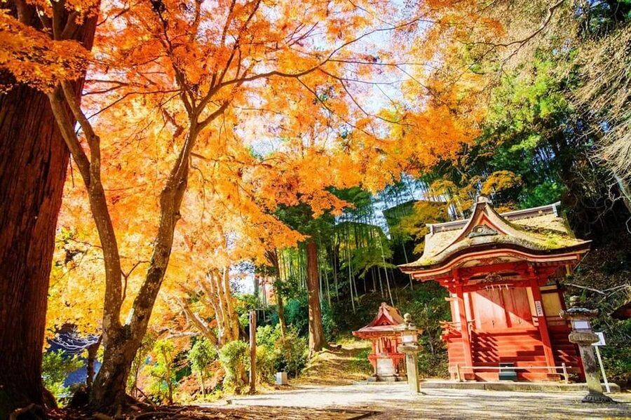 Kyoto/Osaka: Nara Customizable Self-Guided Tour with Driver - The 10-hour Nara route, stop by stop, and how to pace it