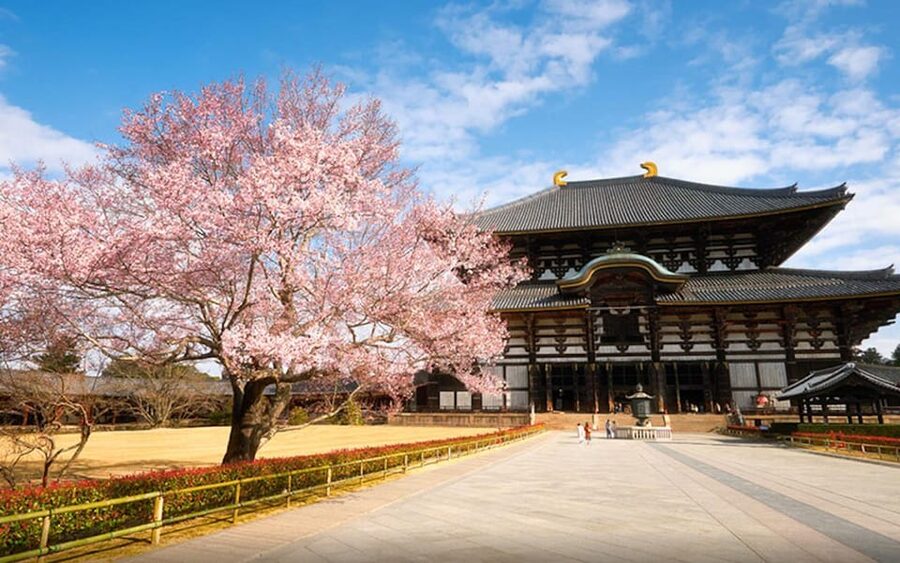 Kyoto/Osaka: Nara Customizable Self-Guided Tour with Driver - Custom itinerary that still respects a fixed Nara day