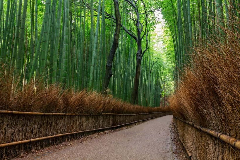 Kyoto/Osaka: Nara, Fushimi Inari Taisha, Arashiyama Bus Tour - Nara Park deer time: the best kind of chaos, with rules