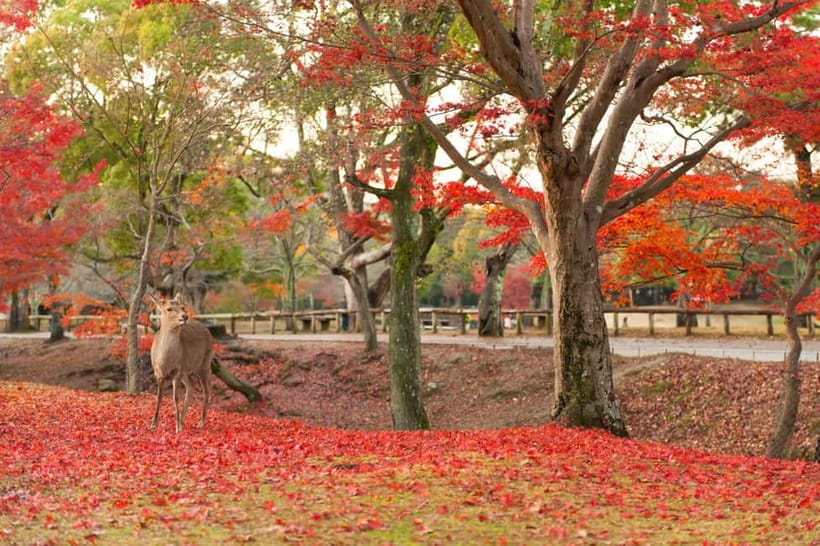 Kyoto/Osaka: Nara, Fushimi Inari Taisha, Arashiyama Bus Tour - Arashiyama: bamboo forest calm plus shrine and temple rhythm