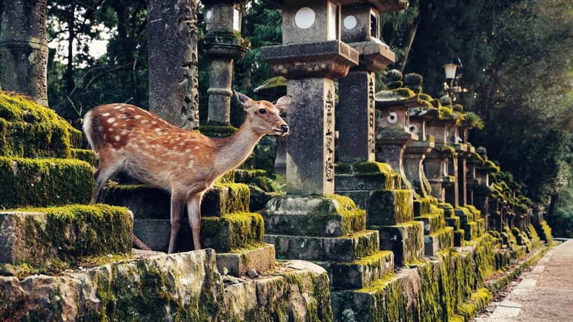 Kyoto/Osaka: Nara, Fushimi Inari Taisha, Arashiyama Bus Tour - Tenryu-ji, Togetsukyo Bridge, and the world heritage views