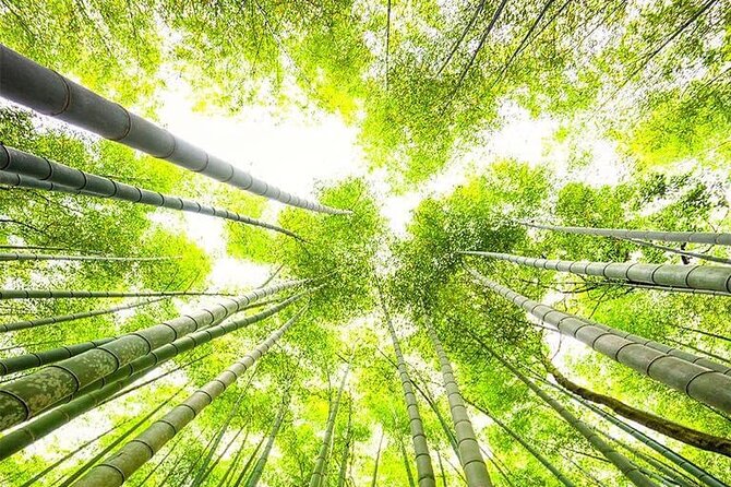 Kyoto, Osaka, Nara Private Tour by Car English Driver Guide - Nara Route: Deer Park, Todai-ji, Horyu-ji, and Naramachi