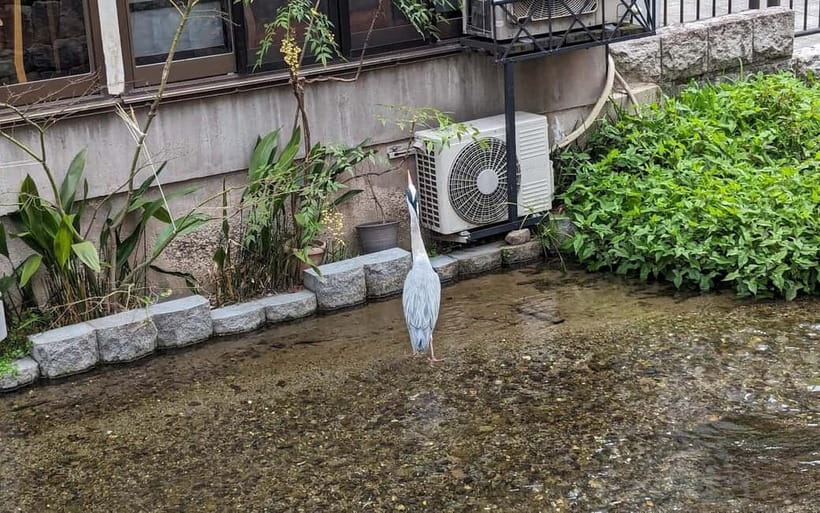 Kyoto: Personalize, private tour (3h, 5h, 8h) [W/Car Option] - Price and value: what you pay for, and what you’re really buying