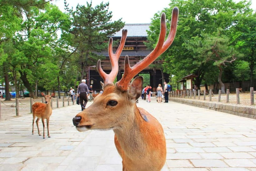 Kyoto: Private Customizable Day Tour with Guide and Vehicle - Fushimi Inari Taisha and your torii photo moment